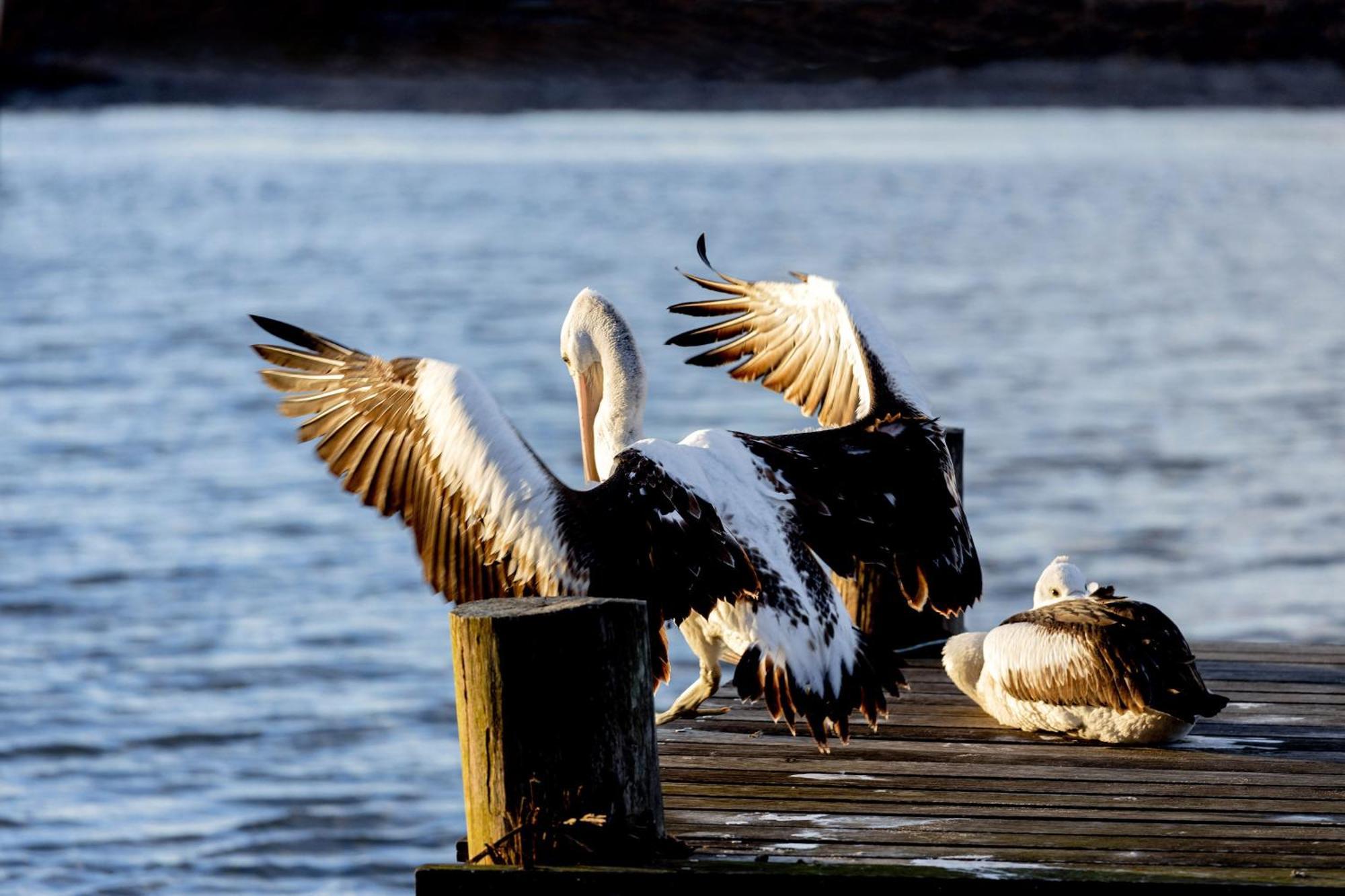 Big4 Manning Point Holiday Park Buitenkant foto
